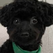 toy POOdle