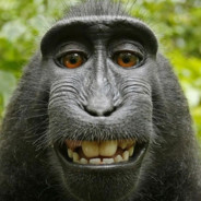BAC TO MONKE