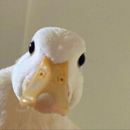 Super Duck