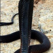 Snake Eyes