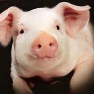 NewbieDPig