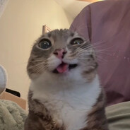 🐈
