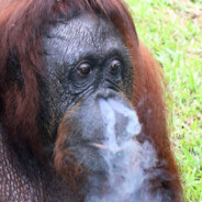 Monkey smoking loud