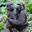 Group Avatar