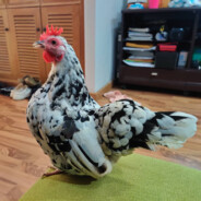 sirawitjr