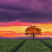 BAum_von_Wald