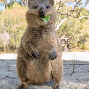 quokkk⛟