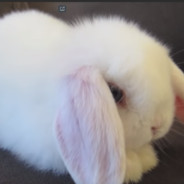 ็
