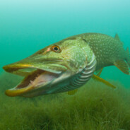 Esox