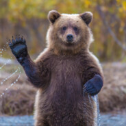 Ursus Добрыня