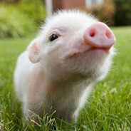 Porc mistret