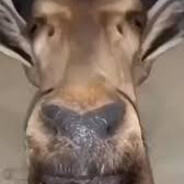 Katarenai Deer