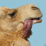 camelflap