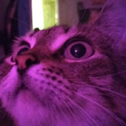 CAT_SLAI4IK