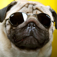pug