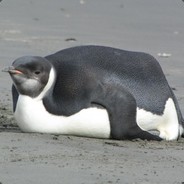 HOFFM4N