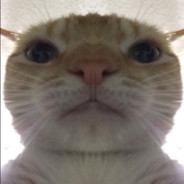drraece