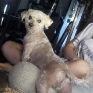 ⇝biscochito de grasa♡ᴬᴿ