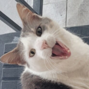 Alic