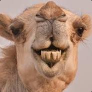 MrCamel
