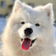 Luna the Samoyed