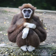 Gibbon