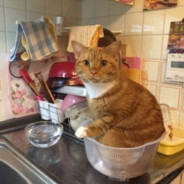 meatball