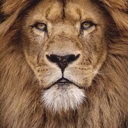 LION*