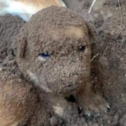 The humble potato