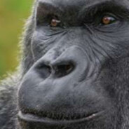gggorrilla®