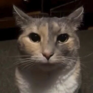 Kokoooh