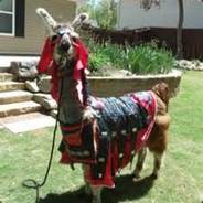Llama
