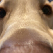 Wundolf