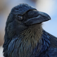 Ravenツ