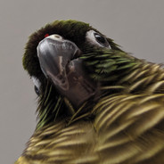 Borb