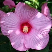SwampMallow