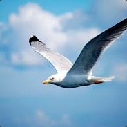 Big Seagull