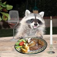 Steam profile picture for @raccoons