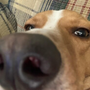 Ryder