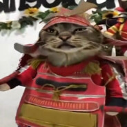 samuraicat🐱