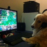DOG GAME DOTA2