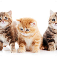 KITTENS GO PURRRRR