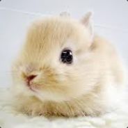 -Jackalope-