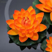 _Orange Lotus_
