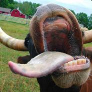 The_Swede_Lars