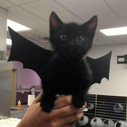 Batcat