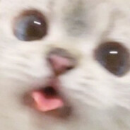 i love cats