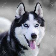 Husky
