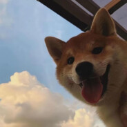 汪某在线锤人