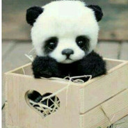 Panda^ >_<